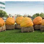 Halloween Google Doodle Time-Lapse Video!